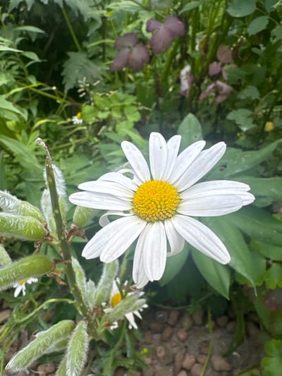 A close-up, eye-level, vertical outdoor shot captures a white daisy with a bright yellow center in the foreground. The daisy's petals are pointed and slightly curled. To the left of the daisy, a plant stalk displays several fuzzy, green seed pods, one of which is open at the top, revealing small seeds. The background is filled with lush green foliage and some reddish-purple leaves, indicating a garden or natural setting. Small white flowers with yellow centers are scattered throughout the background. The ground beneath is covered with small, reddish-brown pebbles. The scene appears to be located in the city of Koklaisai, Kazakhstan.