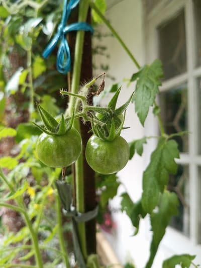 The image displays a close-up view of two unripe, green tomatoes, spherical in shape, each approximately 2.5 cm in diameter, attached by a short stem to a hairy pedicel. Each tomato exhibits a prominent green calyx with five pointed sepals. These tomatoes are growing on a visible plant stem which is supported by a dark brown stake. The plant stem is secured to the stake with two distinct ties: an upper tie made of a light blue, shiny, ribbon-like material knotted in a loop, and a lower tie of a wider, duller green or grey material. Green foliage, consistent with a tomato plant, is visible around the main stem, with some leaves exhibiting minor irregularities. In the blurred background to the left, further green foliage and hints of small yellow flowers are present. To the right, a white building structure with a multi-paned window is visible, indicating an outdoor or semi-outdoor setting. This scene is located in Vaatharawattai, Sri Lanka. No people are present.