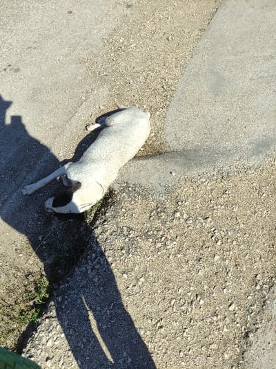 The image displays a light-colored, short-haired quadrupedal animal, consistent with a dog, lying motionless on its left side within a shallow depression between two distinct ground surfaces. The animal's head is oriented towards the lower-left of the frame, and its tail towards the upper-right. One ground surface is a smooth, light-grey concrete or paved area, visible primarily in the upper and right sections. The other surface is a rougher terrain composed of small pebbles, gravel, and dirt, dominating the lower and left sections. Strong, direct sunlight illuminates the scene from an elevated source, casting a prominent, elongated shadow consistent with a standing human figure across the gravelly ground in the lower-left, where sparse green vegetation is also visible. A fragment of a green, man-made object is partially visible in the extreme lower-left corner. The scene is located in the city of Ciego de Ávila, Cuba.