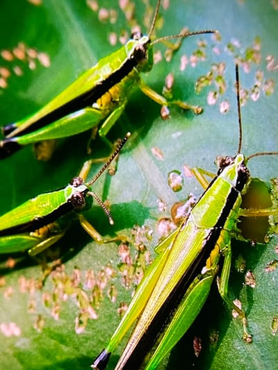 Three green grasshoppers are positioned on a large green leaf. The grasshoppers are oriented in different directions, with two angled towards the bottom left and one towards the top left. They exhibit distinct black stripes running down their backs. The leaf shows signs of damage, with numerous small, irregular holes and scattered plant debris, suggesting the grasshoppers have been feeding. The background is a blurry green, indicating a natural, outdoor environment. The image is a close-up, macro shot, focusing intently on the insects and their immediate surroundings. The scene is devoid of human presence and appears to be situated in a natural habitat within Keudebayu, Indonesia.