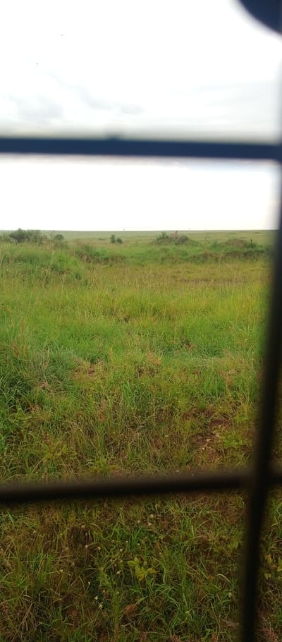 The image depicts an expansive, natural grassland environment located in Siana ward, Kenya, viewed through a dark, grid-like obstruction.

**Subjects and Objects:**
The foreground is obscured by dark, out-of-focus horizontal and vertical bars, indicating a view through a window or barrier. Beyond this obstruction, the dominant feature is a vast, open grassland. The ground is covered densely with tall, green and yellowish-green grasses, interspersed with some areas of brown earth and smaller, lighter-colored plants. Several low, grass-covered mounds or hummocks are visible in the midground. Sparse, small bushes or very distant trees appear as indistinct dark shapes on the horizon. The sky, occupying the upper portion of the image, is overcast and light grey, with diffuse cloud cover. Two minute, dark specks are observable in the upper left quadrant of the sky.

**Actions and Interactions:**
No human or animal subjects are visible, and no actions or interactions are depicted within the scene. The environment appears uninhabited and undisturbed.

**Environment:**
The scene represents a typical savanna or prairie landscape, characterized by flat to gently undulating terrain covered predominantly by natural grasses. The lighting is diffused and even, consistent with an overcast day. The overall impression is one of a wild, open, and uncultivated natural habitat.