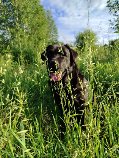 A black Labrador dog is in a grassy field with trees and a cloudy sky in the background. The dog is panting with its tongue out, and the grass is tall and green, with some of the blades obscuring the dog's face. The lighting suggests it is daytime, likely late afternoon due to the warm sunlight. The scene is in an outdoor, natural setting, possibly a park or undeveloped area in or near Рассвет, Russia.