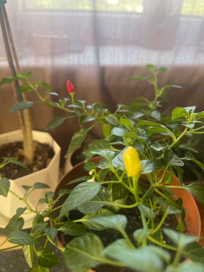 The image shows a close-up, top-down view of a small chili pepper plant with several green leaves and stems. There are two chili peppers visible. One is red and pointed, hanging downwards on a stem. Another pepper is pale yellow, elongated, and pointing upwards, with a slight curve. The plant appears to be in a pot, and part of another pot, possibly white and geometric in shape, is visible at the bottom right. The background is blurred, with hints of wooden texture and a sheer white curtain or blind. The lighting suggests it might be daytime, possibly indoors near a window, given the diffused light and the presence of the curtain. There is no visible text in the image. The setting appears to be a home environment. The overall impression is one of a developing plant with ripening fruit.