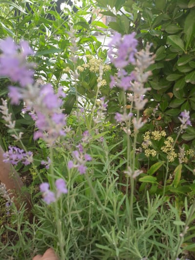 This media file features a close-up view of lavender and green foliage, likely in an outdoor setting. The subjects are primarily plants, with soft purple lavender blossoms and various shades of green leaves dominating the frame. Some small, pale yellow flowers are also visible. The scene appears to be a garden or a natural area with dense vegetation.
There is no discernible activity or event taking place beyond the natural growth of the plants. The lighting suggests it could be daytime, possibly late morning or afternoon, as there are highlights and shadows on the leaves. The overall impression is one of a peaceful and natural environment.
Notable details include the blurred focus on some of the flowers and leaves, suggesting either movement or a shallow depth of field. The colors are rich and varied, with the purple of the lavender contrasting with the vibrant greens. There are no visible text elements in the image. The location context of Gudermes, Russia, does not provide specific visual cues within the image itself, but it situates the scene geographically.