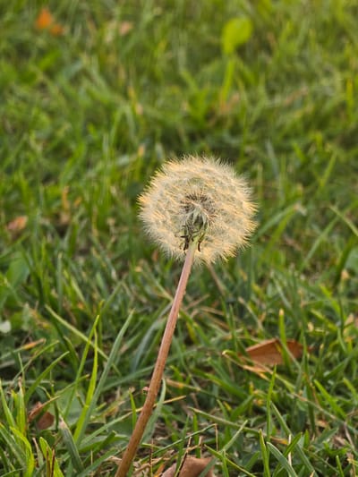 The image presents a dandelion seed head lying amongst green grass. A brown stem extends from the seed head, angled to the right across the grass. The scene is possibly located in the city of Puente Alto, Chile, however, there are no contextual clues from the image itself to verify this location. There is one brown leaf present in the grass.