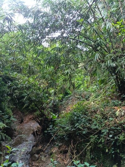This image depicts a densely vegetated natural environment in Situm, Papua New Guinea. The scene is dominated by lush, green foliage, primarily featuring a dense canopy of bamboo with numerous slender culms and elongated leaves occupying the upper and mid-ground. Below this, the terrain slopes downwards to the left, revealing a narrow, dark-water stream flowing over rocks and alongside earthy banks in the lower left quadrant. The right side of the frame shows a steep bank covered in various types of undergrowth, including ferns and smaller green plants. The lighting appears diffused, suggesting an overcast sky or dense overhead canopy. No human subjects, animals, or man-made objects are visible.