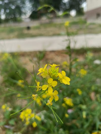 This image captures a close-up view of yellow mustard flowers in bloom. The flowers are small with four petals each, clustered on thin green stems. The foreground is dominated by these vibrant yellow blossoms, some in focus and others softly blurred. The background is out of focus, showing a mix of green foliage and a light-colored pathway or road. The overall impression is of a natural, outdoor setting, likely a garden or field. No people are visible in the image. The lighting suggests it may be daytime, possibly overcast or late afternoon, given the soft illumination.