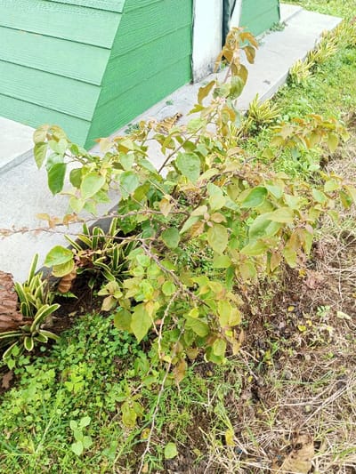 The image displays an outdoor scene in Abbireddygudem, India. A dense shrub with numerous branches and a mix of light green, yellowish-green, and reddish-brown leaves occupies the central and right portions of the foreground and midground. The branches exhibit small thorns. The ground immediately surrounding the shrub features varying types of vegetation, including small-leafed green ground cover, sporadic green grass, and areas of dry, sparse brown grass with exposed dark soil. To the left of the shrub, a concrete pathway or curb is partially visible. Adjacent to the concrete, another plant with variegated green and yellow striped leaves is present, along with a section of weathered, dark brown material resembling a decaying log or tree trunk. In the background, a building with light green horizontal siding is visible, featuring a distinct angular or sloped section on its left. A vertical white structure, possibly a door frame or utility pipe, is present to the right of the green siding, with a narrow concrete strip running along the base of the building.