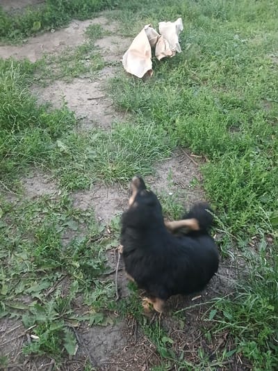 In the village of Hlushky, Ukraine, an overhead shot captures a young, fluffy black and tan dog playing in a dirt and grass area. The dog is positioned in the lower right quadrant of the frame, its back to the viewer. Its body is predominantly black, with tan markings visible on its legs and hindquarters. The dog appears to be mid-action, with its tail curled and its body turned, suggesting movement or play. Scattered across the ground, primarily in the upper left portion of the image, are several crumpled paper bags, possibly discarded. The environment consists of sparse green grass and exposed dirt paths, typical of a rural or semi-rural setting. The lighting suggests it is daytime, likely outdoors.