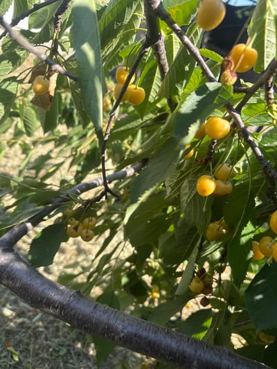 The image shows a close-up of a cherry tree branch laden with bright yellow cherries. The cherries are round and plump, with some still attached to their stems. They are clustered together, with some hidden amongst the vibrant green leaves of the tree. Sunlight filters through the leaves, casting dappled shadows on the cherries and branches, suggesting it is daytime, likely late morning or early afternoon. The background is softly blurred, showing more foliage and the dry, grassy ground beneath the tree, indicating an outdoor setting in what appears to be a rural or natural environment. The bark of the tree is visible in the foreground, showing a rough, textured surface. No people or text are visible in the image. The overall impression is one of natural abundance and the bounty of a summer harvest. The scene is likely in Bohunove, Ukraine, as per the provided location context.