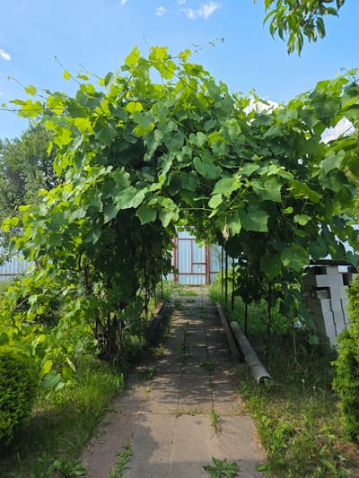 This media file depicts a sunlit outdoor scene, likely in a rural or suburban setting, given the location context of Чарнаўчыцкі сельскі Савет, Belarus. The primary subjects are lush green foliage, including a dense vine with large leaves, and a paved pathway.
The pathway, composed of concrete slabs, runs along the right side of the image, bordered by green grass and some vegetation. A gray, cylindrical object, possibly a piece of pipe or conduit, lies on the grass beside the path. In the background, there is a structure with a white metal siding and a red-framed doorway or window, suggesting a shed, greenhouse, or similar utility building. To the left of this structure, a stack of light-colored blocks, likely bricks or concrete blocks, is visible.
The time of day appears to be daytime, indicated by the bright sunlight casting shadows on the pathway. The sky is blue with scattered white clouds, suggesting fair weather. The overall mood is one of a peaceful, natural environment, possibly a garden or backyard. There is no visible text in the image. The orientation of the image is rotated 90 degrees clockwise.