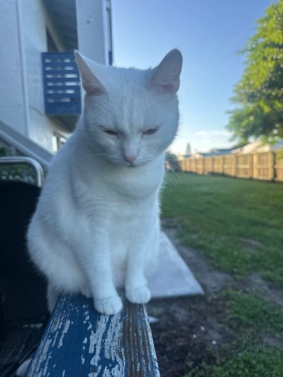 A white cat sits on a weathered blue railing outdoors. The cat is facing forward with its eyes partially closed and its head slightly tilted down. The background shows a grassy yard with a wooden fence and a tree. The architecture in the background suggests a residential area. The lighting indicates it is either early morning or late afternoon. The image appears to be taken in Melbourne, Florida, United States of America, given the commonality of this type of residential scene and vegetation in that region.