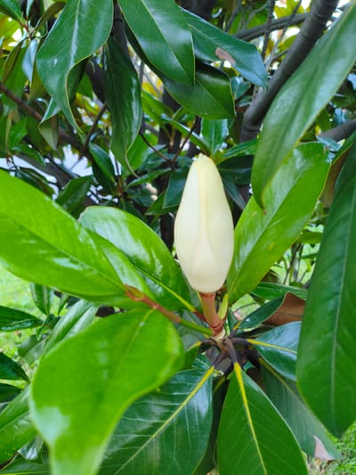 A close-up, vertical, eye-level shot focuses on a single, pale yellow magnolia bud, tightly closed, centered in the frame. The bud is attached to a reddish-brown stem and is surrounded by large, glossy, dark green magnolia leaves. The leaves are wet, with many reflecting light and showing a slightly waxy texture. Some leaves have lighter green or yellowish veins. The background is blurred, showing more foliage, tree branches, and hints of green grass and possibly sky in the distance. There are no people or animals in the image. The scene is likely outdoors, in a garden or park. The location of Agoy, Russia is not discernible from the image itself.