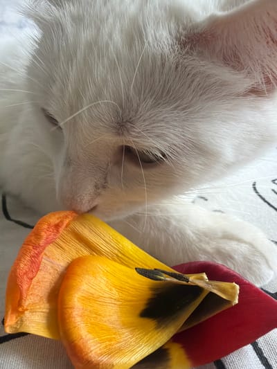 A close-up photograph features a white cat interacting with a group of shed tulip petals. The cat's face is visible, with its nose touching a yellow petal. Two other tulip petals are visible, one yellow with a dark blotch and one that is red. The background includes a white surface. The location is not discernible from the visual information provided.