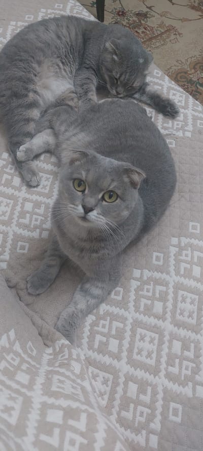 Two grey cats are lying on a patterned blanket. One cat is curled up and sleeping, while the other is looking directly at the camera with its ears folded down. The blanket has a beige background with a geometric white pattern. The scene is indoors, possibly in a home, given the presence of a rug in the background. There are no people visible in the image, and the cats appear to be relaxed and comfortable. This image was captured in Kaspiysk, Russia.