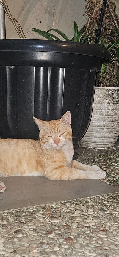 An orange tabby cat is sleeping on its back next to a large black plastic container. The cat's eyes are closed, and its paws are resting above its head. The cat appears relaxed and comfortable. The scene is outdoors, with a textured concrete ground and some foliage in the background. A white, ribbed planter is visible in the upper left corner. The lighting suggests it could be evening or early morning, or a shaded area. The image's orientation is rotated.