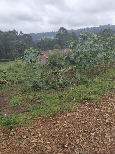 The scene is an outdoor landscape located in Nyansiongo ward, Kenya, presented under an overcast sky. A small, single-story building with light-toned walls and a corrugated, rusted metal roof is situated in the midground, partially obscured by dense green foliage. The foreground features reddish-brown earth with scattered rocks and areas of sparse green vegetation. Multiple castor bean plants (Ricinus communis) with distinctive palmate leaves are present; some stalks are horizontal, indicating prior cutting or breakage. A narrow, unpaved track is visible in the lower-left. The background is dominated by a succession of hills densely covered with tall, verdant trees, likely eucalyptus, beneath a uniform grey sky. No human or animal subjects are observed.
