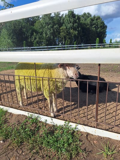 A sheep with yellow wool stands behind a metal fence. A black animal is lying down behind the sheep. The ground is covered in dirt and grass. In the background, there are trees and a blue sky with clouds. The scene appears to be a farm or an animal enclosure in Малахавецкі сельскі Савет, Belarus.