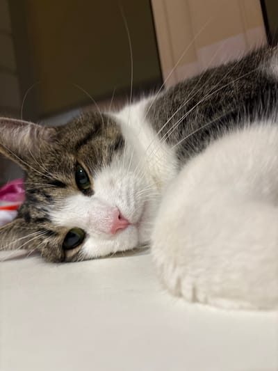 A close-up, eye-level shot shows a tabby and white cat lying down on a light-colored surface. The cat's head is tilted, and its body curves to the right. Its green eyes are partially closed, and its nose is pink. The cat's whiskers are long and white, and its fur is a mix of gray, black, and white. The background is out of focus and appears to be a room with brown and beige tones. There are no people or other animals visible in the image. The scene is indoors, likely in a domestic setting. The location is not identifiable in the image itself.