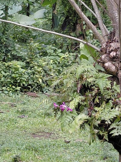 An image shows a lush, green scene with a mix of vegetation, including ferns, climbing plants, and a small cluster of purple flowers. A branch with multiple offshoots is visible in the top-left corner, draped with greenery. The overall impression is one of dense, thriving foliage in a natural environment, with textures varying from smooth leaves to the rough bark of the branch. The image appears to be taken from an unusual angle, possibly tilted or rotated.