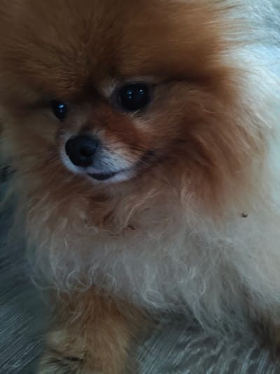 The image shows a close-up, low-angle shot of a Pomeranian dog with light brown and white fur. The dog's head is the primary focus, with its black nose, mouth, and dark eyes clearly visible. The dog appears to be looking slightly to the left. The background consists of a wooden floor with a visible grain pattern. The lighting is dim, casting some shadows and highlighting the dog's fluffy fur. There is no indication of the city of Trudovoye, Russia, in the image or its context.
