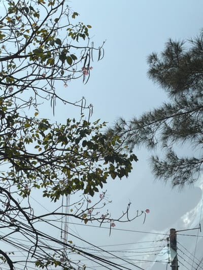 The image captures an upward view towards the sky from Veracruz, Mexico, dominated by tree canopy and urban infrastructure elements. In the upper left and lower left quadrants, a deciduous tree exhibits dark, intricate branches, some partially covered with green leaves, multiple elongated dark seed pods, and a few scattered light pink, trumpet-shaped flowers. The upper right quadrant contains branches with dark green, needle-like foliage from a coniferous tree. The sky is a clear light blue at the top, transitioning to a lighter, hazy blue-grey with indistinct white cloud formations in the lower central and right portions. A dark utility pole is positioned in the lower right quadrant, from which numerous black utility wires extend horizontally and diagonally across the lower middle of the frame. A tall, slender, metallic-colored lattice tower is visible faintly in the mid-background, ascending above the utility wires. No individuals, animals, or vehicles are depicted.