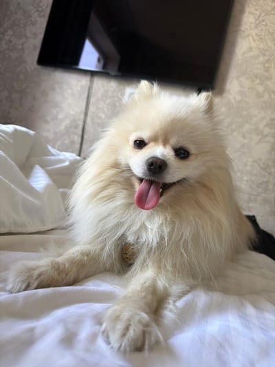 A light cream-colored Pomeranian dog is lying on a white comforter. The dog is facing the camera with its tongue hanging out. The dog has dark eyes and a dark nose. The background consists of a patterned wallpaper and a television screen mounted on the wall. The scene appears to be indoors, likely in a bedroom.
