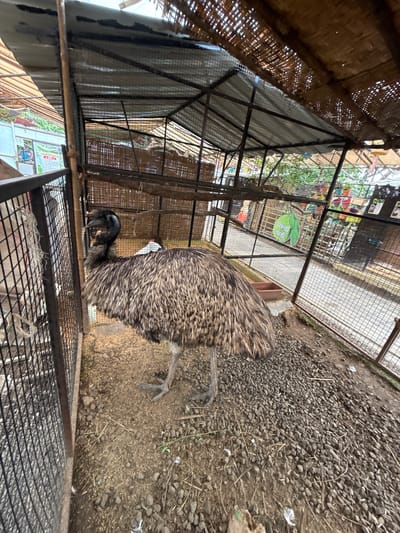 The image depicts an emu in an enclosure, presumably at a zoo or wildlife park, in Nashik, India. The enclosure consists of a wire mesh fence and a partially thatched roof structure. The ground is covered with small rocks and debris, including some straw or hay. The emu, with its distinctive brown and black feathered body and long neck, stands near the fence. The image's perspective is angled, giving a close-up view of the enclosure and the bird. Beyond the enclosure, there are glimpses of an urban environment with buildings and signage.
