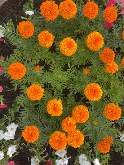 This is a top-down, eye-level, medium shot of a flower bed in the city of Khanty-Mansiysk, Russia. The primary subjects are numerous orange marigolds in various stages of bloom, interspersed with green foliage. A few white petunias are also visible in the lower left and bottom center of the frame, along with some darker red petunias in the upper right and lower left. The ground appears to be dark soil. The scene is natural and appears to be outdoors. There are no people or animals visible.