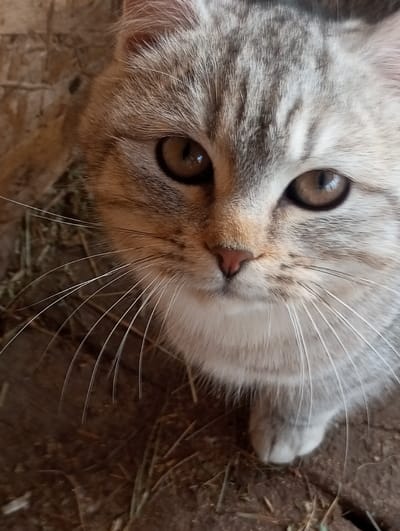 An upward-angle close-up photograph depicts a domestic cat in the city of Яромаска, Russia. The cat exhibits light grey and beige-toned fur with subtle darker tabby stripes, prominent amber-brown eyes, a small pink nose, and long white whiskers fanned outwards. Its head is slightly tilted, and its gaze is directed forward and slightly upward, engaging directly with the camera's perspective. The cat's left front paw is visible in the lower right portion of the frame. The immediate environment consists of dark earthen ground with scattered dry grass or hay strands, while a light-colored wooden plank or panel structure is visible in the upper left background.