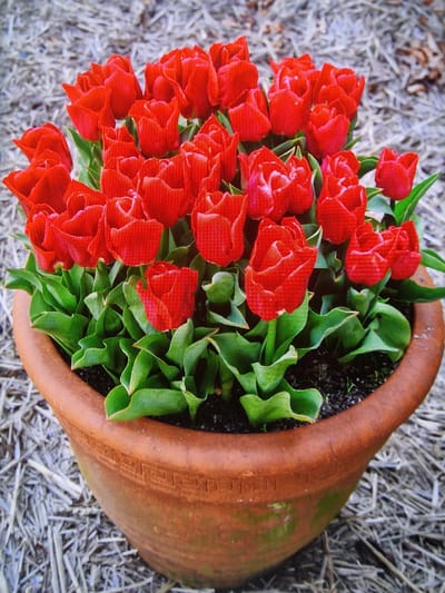 This media file is a photograph of a terracotta pot filled with vibrant red tulips. The pot is positioned on a bed of dry straw or grass clippings, suggesting an outdoor setting. The tulips are densely packed and show multiple layers of petals, indicating they are likely a double-flowered variety. Their bright red color stands out against the green foliage and the earthy tones of the pot. The lighting suggests it might be daytime, with no strong shadows indicating harsh sunlight. The overall mood is cheerful and indicative of spring. There is no visible text in the image. The location context is Northampton, United Kingdom, which is consistent with spring blooming seasons for tulips.