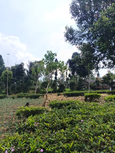 The image displays an agricultural landscape in Nanlao, China, under a partially cloudy, bright sky. The foreground on the left features a cultivated field with rows of green, leafy crops planted in dark brown soil. Adjacent to this field, on the right and extending into the mid-ground, is a dense plantation of dark green tea shrubs, among which small purple flowers are sparsely visible in the lower-left corner. A section of barren, tilled earth separates the cultivated field from the tea shrubs. Several trees with light-colored trunks and varying green foliage are scattered across the mid-ground. In the left mid-ground, a tall, slender utility pole with an overhead fixture is visible against the sky. The background consists of a dense line of various trees, through which parts of a grey-roofed building and a smaller, brown-roofed structure are discernible on the right side. No individuals or animals are present in the scene.