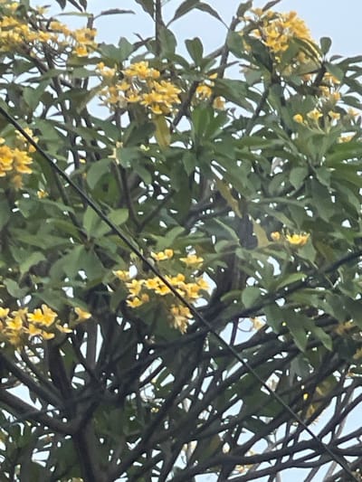 This media file is a close-up shot of a tree with vibrant green leaves and clusters of small yellow flowers. The tree appears to be in bloom, with the yellow flowers scattered throughout the foliage. The branches are dark and somewhat thick, creating a dense canopy. Intertwined with the branches and leaves are thin, dark lines, likely electrical wires, which crisscross the frame.
The background is a soft, pale blue, suggesting an overcast sky. The lighting is diffused, indicating it might be a cloudy day or possibly early morning or late afternoon. The overall impression is one of natural beauty, with the bright yellow flowers providing a cheerful contrast to the deep green leaves and dark branches.
There are no people or specific objects other than the tree and the wires. The scene is set in an outdoor environment, likely in South Tangerang, Indonesia, as suggested by the location context. The focus is entirely on the natural elements of the tree and its flowers, with the wires introducing a man-made element that interrupts the natural scene. There is no visible text in the image. The image does not convey a specific emotion but rather a peaceful, arboreal scene.