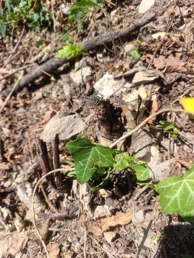 A dragonfly with black and yellow stripes rests on a rough, splintered wooden surface surrounded by dry leaves and green ivy. The environment appears to be an outdoor, natural setting, possibly a forest floor or garden area in Teplice nad Bečvou, Czechia, given the lighting and vegetation. The dragonfly is positioned centrally in the frame, with its wings slightly splayed.