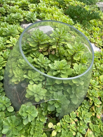 A clear glass fishbowl is positioned among a dense ground cover of succulent plants. The bowl is partially filled with more of the same type of succulent plants, creating a terrarium-like effect. The surrounding plants are lush and green, with some appearing slightly yellowed or tinged with red at the edges. The scene is outdoors, with rocky or gravelly ground visible beneath the plants in some areas. The overall impression is one of a garden or naturalistic planting. The location is described as the city of Starozhivotinnoe, Russia.