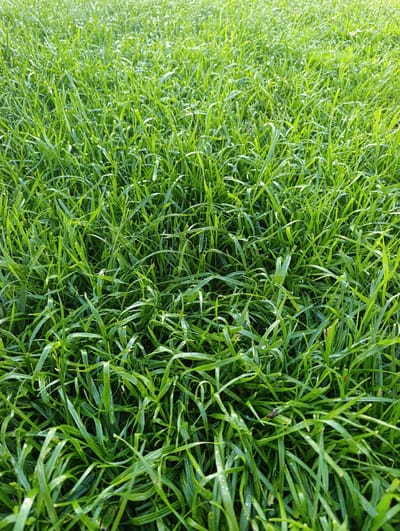 The media file is a close-up, ground-level, vertical shot of lush green grass. The blades of grass are dense and vary in height, creating a textured carpet. Some blades appear slightly bent or curved. Small, glistening droplets, likely dew or raindrops, are visible on the grass, suggesting either early morning or recent rain. The lighting indicates it is daytime, with sunlight illuminating the scene and creating highlights on the grass. The overall impression is one of freshness and natural beauty. There are no people, objects, or text visible in the frame. The location context provided is "Ленина, Russia," but there are no specific visual cues within the image to confirm this location.