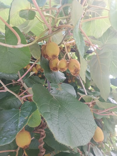 The image shows a close-up of a kiwi vine with multiple fuzzy, greenish-yellow kiwifruits hanging from thin branches amidst large, green leaves. Some of the fruits are clustered together, while others hang individually. The background consists of more foliage and branches, with a slightly out-of-focus, bright sky visible through the leaves. The overall impression is of a natural setting, likely a garden or orchard. The image is an outdoor shot, taken during daylight hours, as indicated by the bright illumination and the subtle lens flare in the upper right corner. There are no people or animals visible in the image. The image does not provide any specific visual cues that would allow for the identification of its location within the city of Viadati Eshyra, Abkhazia.