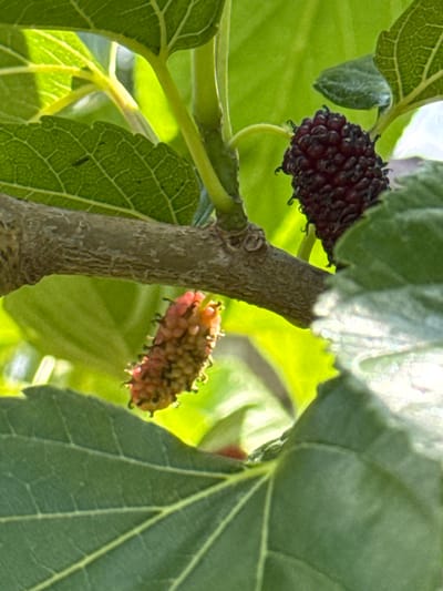 This is a close-up, vertical, outdoor, daylight photograph of two mulberries on a tree branch. One mulberry is ripe and dark purple, while the other is unripe and pinkish-red. The mulberries are surrounded by green leaves and a textured brown branch. The background is a blur of green foliage, suggesting an arboreal environment within the city of Zassovskaya, Russia.
