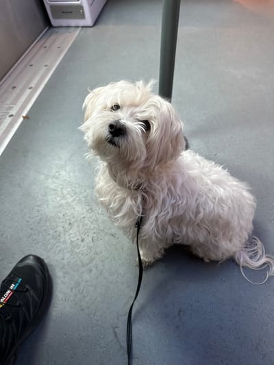 The image depicts the interior of a public transport vehicle, likely a train or tram, within Bois-Colombes, France. A small, white-furred dog, appearing to be a Maltese or similar breed, is seated on a gray, textured floor in the foreground, facing slightly left and upwards towards the viewer. The dog has dark eyes and a black nose, and its shaggy fur is visibly white. It wears a light-colored collar, and a black leash extends from it towards the lower-left corner. A person's left foot, clad in a black Salomon athletic shoe, is partially visible in the bottom-left. In the background, a metallic rail runs horizontally along the floor, adjacent to what appears to be a light-colored panel or fixture. A dark gray vertical pole rises from the floor behind the dog. The lighting is even, illuminating the scene without harsh shadows.