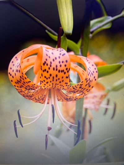This media file showcases a close-up, low-angle shot of an orange tiger lily with black spots. The flower's petals are curved and delicate, revealing its intricate stamen and pistil. Green leaves and stems are visible in the background, creating a natural, garden-like setting. The lighting suggests it could be daytime, with a soft, diffused light illuminating the flower. The image focuses solely on the flower, with no people or text present. The location context provided is Julicotmeurak, Indonesia, which implies the flower is likely growing in a tropical or subtropical environment.