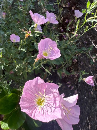 This media file depicts a close-up, outdoor scene featuring several pink primrose flowers and their green foliage. The flowers are in various stages of bloom, with some fully open, revealing yellow stamens at their centers, and others still in bud. The petals are delicate and have visible vein patterns. The background is a mix of dark soil and some out-of-focus greenery and twigs, suggesting a natural, possibly garden, setting. A light-colored, possibly metal, fence or wire is visible in the upper left corner. The lighting suggests it is daytime, likely sunny, as indicated by the shadows and highlights on the petals. The overall mood is tranquil and natural, focusing on the beauty of the flowers. No people, text, or specific events are depicted. The location context is Belashtitsa, Bulgaria.