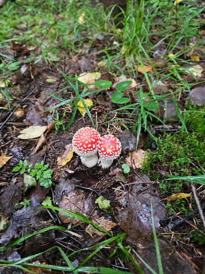 Two small, red and white spotted mushrooms, likely Amanita muscaria, are growing on the forest floor in Gaivinskoe Lesnichestvo, Russia. The mushrooms are clustered together and are surrounded by damp, fallen leaves, moss, and green grass. The lighting suggests an overcast day, typical of a forest environment. There are no people or animals visible in the image.