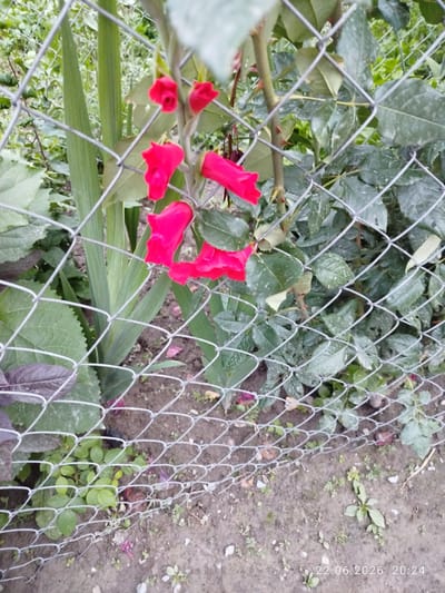 The image shows a close-up view of red flowers growing behind a wire fence. The flowers appear to be in bloom, with some petals unfurled and others still forming buds. The fence is made of diamond-shaped mesh, and it is positioned in front of a lush green plant with large leaves. The background consists of more greenery and soil. There is a date and time stamp visible in the lower right corner: "22.06.2026 20:24". The lighting suggests it is either late afternoon or early evening, and the overall impression is of a garden or natural setting. No people are visible in the image. The context provided suggests the location is Özgön, Kyrgyzstan.