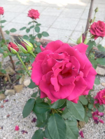 A close-up, eye-level shot captures a vibrant pink rose in full bloom, its petals unfurling with intricate detail. The rose's center is slightly darker, hinting at depth within its layers. In the background, several rose buds are visible, some just beginning to open, alongside other fully bloomed, deep pink roses. The setting appears to be a garden, with a pathway of light-colored paving stones in the upper portion of the frame, and a ground covered in small, light-colored pebbles and scattered rose petals in the lower portion. Green leaves and stems of the rose plants are interspersed throughout. The lighting suggests it is daytime, with soft shadows indicating a bright, natural light source. There are no people or animals present in the scene. The image is devoid of any specific landmarks or indicators that would pinpoint its location in Truskavets, Ukraine.