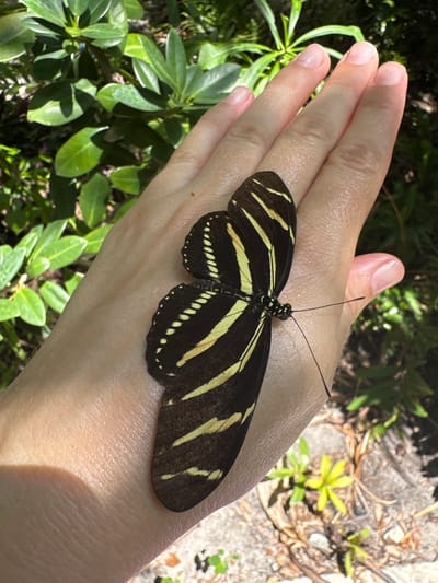 A close-up shot shows a person's hand with a zebra longwing butterfly resting on it. The butterfly's wings are predominantly black with vibrant yellow stripes and some white spots near the edges. Its antennae are long and black, and its body is also black and white patterned. The hand appears to be light-skinned, with visible lines and textures. The butterfly's wings are slightly spread, showcasing its intricate patterns.
The background is softly blurred, suggesting an outdoor setting with lush green foliage and some rocky or sandy ground. The lighting indicates it is daytime, with sunlight casting shadows and highlighting the butterfly and hand. The overall scene evokes a sense of nature and tranquility, with the delicate butterfly providing a focal point of natural beauty. The location is identified as Fort Lauderdale, USA.