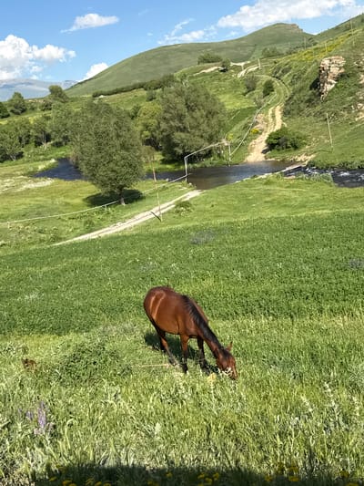 A brown horse grazes in a lush green meadow in Sisian, Armenia. The meadow slopes downwards towards a meandering river with a rocky bank. In the background, a winding dirt path ascends a grassy hill dotted with trees and a small white vehicle. The sky is a vibrant blue with scattered white clouds.