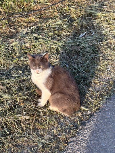 A gray and white cat lies in dry grass near a paved road. The location is Krašići, Montenegro.