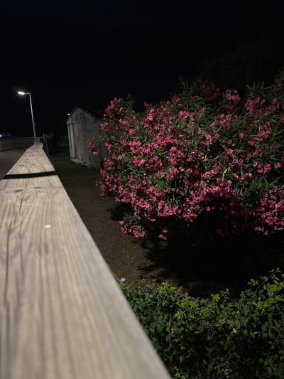 A wooden railing stretches across the foreground of the image, its weathered planks running diagonally. Beyond the railing, a lush oleander bush with vibrant pink blossoms dominates the scene, its branches reaching upwards. To the right of the oleander, a dense green bush with smaller leaves creates a darker, more shadowed backdrop.

In the mid-ground, a low, white building with a tiled roof is visible, partially obscured by the foliage. A streetlamp with a single, glowing bulb extends from the left side of the frame, casting a soft light. The ground appears to be covered in dry grass or dirt. The overall atmosphere is one of a quiet evening, likely after sunset given the artificial lighting and dark sky. The location context of Playa Del Sol-Villacana, Spain suggests a Mediterranean setting, possibly a garden or residential area. There is no visible text in the image.
