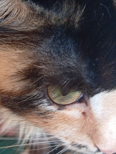 A close-up, eye-level, medium shot captures the eye of a calico cat. The cat's fur exhibits a tri-color pattern of black, orange, and white. The eye itself is a striking green, with a vertically slitted pupil. The surrounding fur is detailed, with individual strands visible. The background is out of focus, suggesting an outdoor environment, possibly a garden or natural setting. The image lacks any indicators of the city of Berezivka, Ukraine, or any human presence or activity.