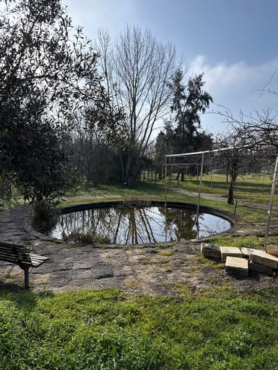 The scene depicts an outdoor environment in Mealhada, Portugal, featuring a circular, stone-lined pond as the central element. The pond contains dark, still water, reflecting the overhead sky and surrounding bare-branched trees. A perimeter of irregularly shaped dark grey stone pavers encircles the pond. To the immediate left of the pond, a wooden slatted park bench with dark metal supports is positioned on the paving, facing the water. To the right of the pond, a stack of approximately five light-colored, rectangular stone blocks rests partially on the paving and partially on the adjacent grass.
The ground in the foreground and around the paved area is covered with vibrant green grass, interspersed with some darker patches. In the upper left quadrant, a dense, dark green-leaved tree with an olive-like appearance is partially silhouetted against the bright sky. Behind the pond, a tall, slender deciduous tree stands prominently with completely bare branches, its form clearly reflected in the pond's surface. Further into the midground and background, additional trees are visible; some are bare-branched, while others, particularly on the right, are dense evergreens.
A series of light-colored metal frameworks, resembling trellises or pergolas, extends into the grassy area behind the pond and to the right, suggesting a cultivated garden or park setting. The sky overhead is bright blue with scattered white clouds, indicating clear weather. No individuals, animals, or active interactions are present in the image.